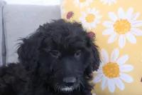 Daisy, a female Aussiedoodle for sale in Apache Junction, AZ – 1 of 2