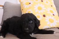 Bear, a male Aussiedoodle for sale in Apache Junction, AZ – 2 of 2