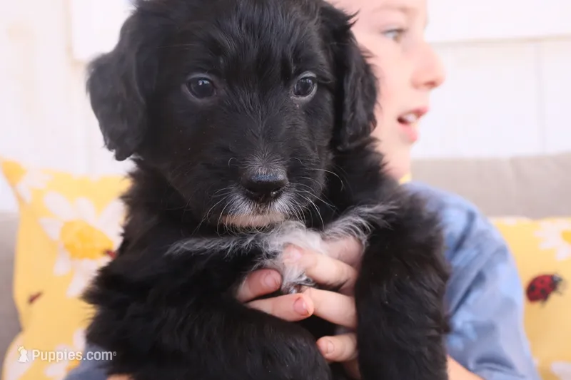 Pearl – Aussiedoodle puppy for sale in Apache Junction, AZ