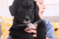 Pearl, a female Aussiedoodle for sale in Apache Junction, AZ – 1 of 1
