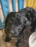 Ash, a male Aussiedoodle for sale in Apache Junction, AZ – 2 of 2
