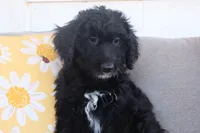 Daisy, a female Aussiedoodle for sale in Apache Junction, AZ – 2 of 2