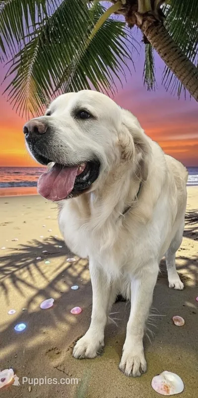 Murphy – English Cream Golden Retriever puppy for sale in Vancouver, WA