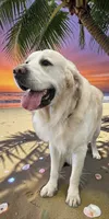 Murphy, a male English Cream Golden Retriever for sale in Vancouver, WA – 1 of 2