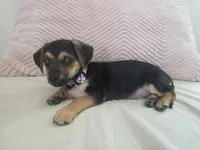 Frisbee, a male Doxiepoo and Dachshund for sale in Bellingham, WA – 4 of 10
