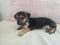 Frisbee, a male Doxiepoo and Dachshund for sale in Bellingham, WA – 1 of 10