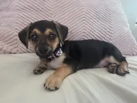 Frisbee, a male Doxiepoo and Dachshund for sale in Bellingham, WA – 3 of 10