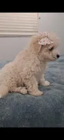 Niña2, a female Poodle - Toy  for sale in Selma, CA – Photo 3 of 4
