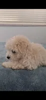 Niña2, a female Poodle - Toy  for sale in Selma, CA – Photo 4 of 4