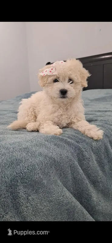Niña2, a female Poodle - Toy  for sale in Selma, CA – Photo 1 of 4