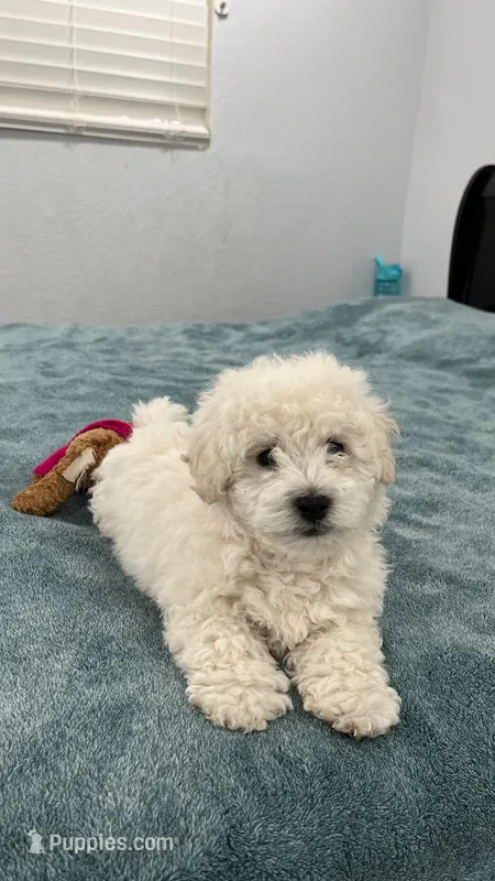None – Poodle - Toy  puppy for sale in Selma, CA