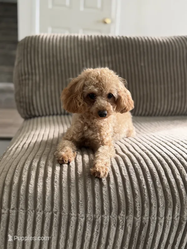 Stella – Poodle - Toy  puppy for sale in Bensalem, PA
