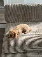 Stella, a female Poodle - Toy  for sale in Bensalem, PA – 3 of 6