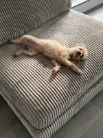 Stella, a female Poodle - Toy  for sale in Bensalem, PA – 6 of 6