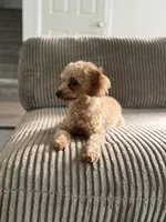 Stella, a female Poodle - Toy  for sale in Bensalem, PA – 2 of 6