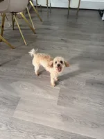 Stella, a female Poodle - Toy  for sale in Bensalem, PA – 5 of 6