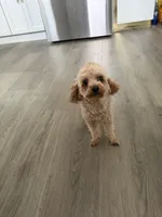 Stella, a female Poodle - Toy  for sale in Bensalem, PA – 4 of 6