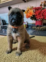 Orange , a female Belgian Malinois for sale in Maricopa, AZ – 2 of 5