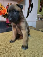 Blue, a male Belgian Malinois for sale in Maricopa, AZ – 4 of 5