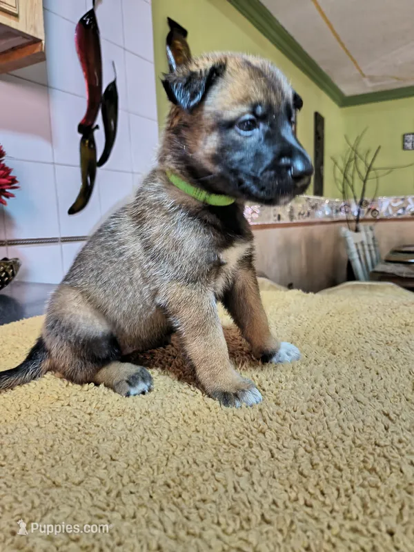 Green  – Belgian Malinois puppy for sale in Maricopa, AZ