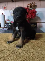 Black , a male Belgian Malinois for sale in Maricopa, AZ – 2 of 3