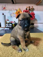 Green , a female Belgian Malinois for sale in Maricopa, AZ – 4 of 4