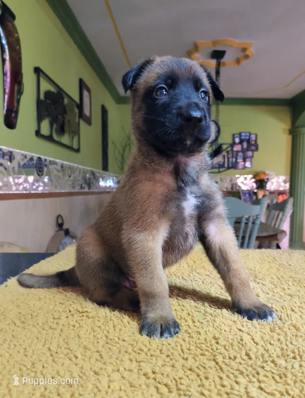 Blue – Belgian Malinois puppy for sale in Maricopa, AZ