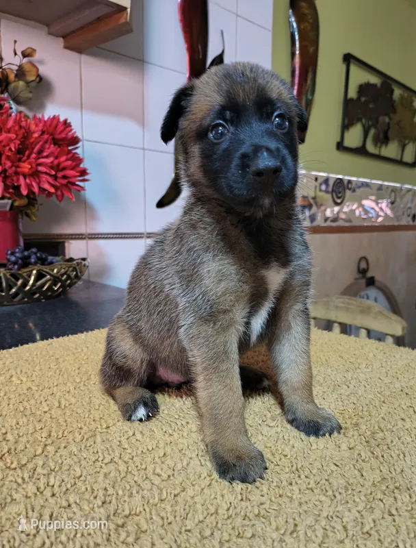 Gray – Belgian Malinois puppy for sale in Maricopa, AZ