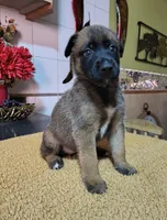 Gray, a female Belgian Malinois for sale in Maricopa, AZ – 1 of 5