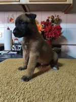 Blue, a male Belgian Malinois for sale in Maricopa, AZ – 5 of 5