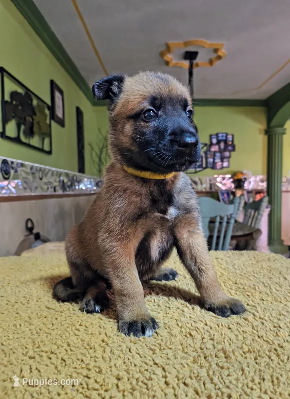 Yellow  – Belgian Malinois puppy for sale in Maricopa, AZ