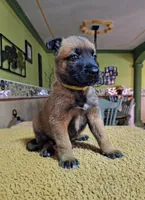 Yellow , a female Belgian Malinois for sale in Maricopa, AZ – 1 of 3