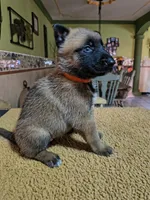 Orange , a female Belgian Malinois for sale in Maricopa, AZ – 5 of 5