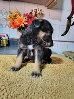 Blacky, a male Belgian Malinois for sale in Maricopa, AZ – 3 of 3
