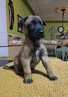 Blue, a male Belgian Malinois for sale in Maricopa, AZ – 2 of 5