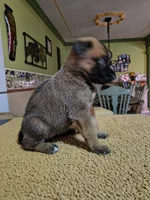 Gray, a female Belgian Malinois for sale in Maricopa, AZ – 2 of 5
