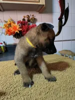 Yellow , a female Belgian Malinois for sale in Maricopa, AZ – 3 of 3