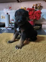 Black , a male Belgian Malinois for sale in Maricopa, AZ – 3 of 3