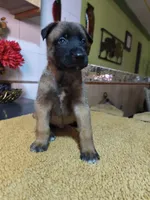 Blue, a male Belgian Malinois for sale in Maricopa, AZ – 3 of 5