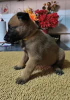 Yellow , a female Belgian Malinois for sale in Maricopa, AZ – 2 of 3