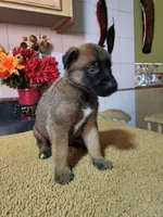 Gray, a female Belgian Malinois for sale in Maricopa, AZ – 5 of 5