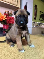 Green , a female Belgian Malinois for sale in Maricopa, AZ – 2 of 4