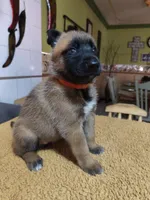 Orange , a female Belgian Malinois for sale in Maricopa, AZ – 4 of 5