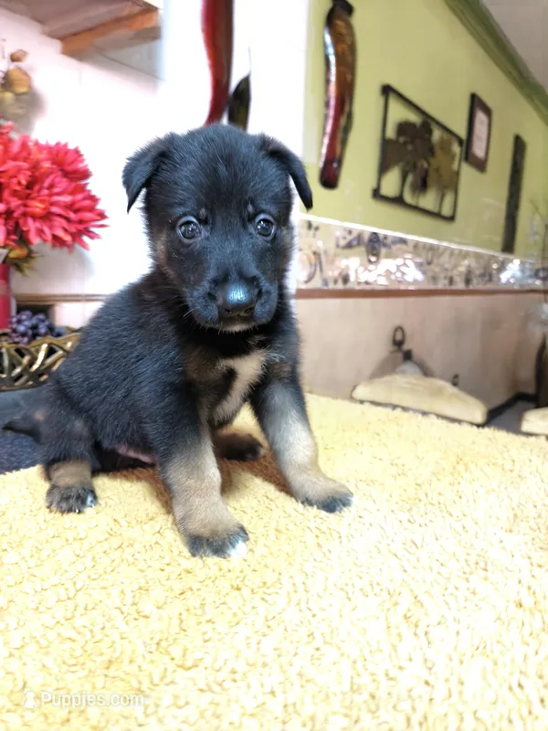 Blacky – Belgian Malinois puppy for sale in Maricopa, AZ