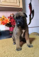 Gray, a female Belgian Malinois for sale in Maricopa, AZ – 4 of 5