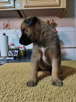 Gray, a female Belgian Malinois for sale in Maricopa, AZ – 3 of 5
