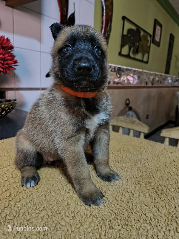 Orange  – Belgian Malinois puppy for sale in Maricopa, AZ