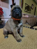 Orange , a female Belgian Malinois for sale in Maricopa, AZ – 1 of 5