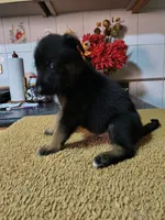 Blacky , a male Belgian Malinois for sale in Maricopa, AZ – 2 of 2