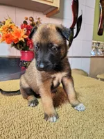 Green , a female Belgian Malinois for sale in Maricopa, AZ – 3 of 4